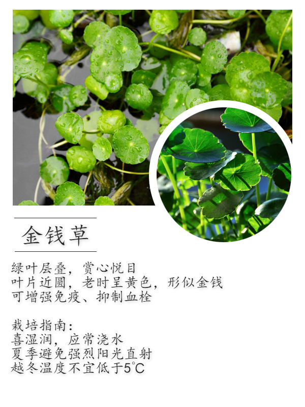 金钱草