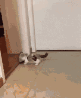 翻车的都是老司机,喵星人也不例外