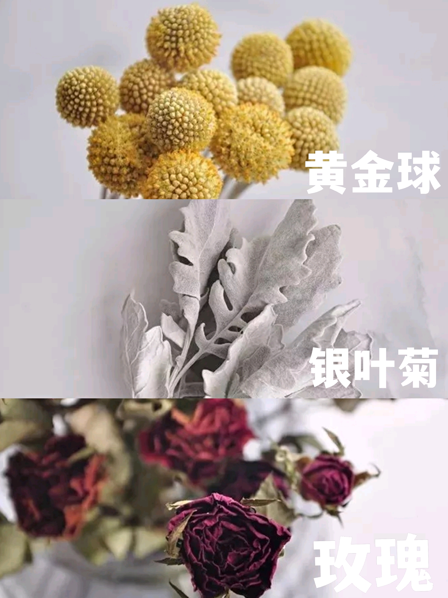 清纯,关怀 凤尾 花语:洋溢着的热情 黄金球 花语:永远的幸福 银叶菊