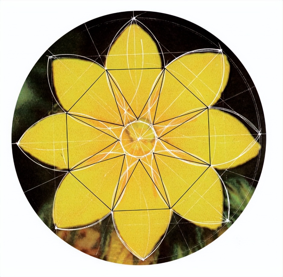 花朵的隐秘几何4:暴力拆解花朵的几何结构 (从6瓣到13瓣)