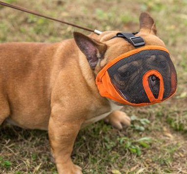 狗为啥会吃土 501149069d3d933fefdd6da5e40872e271b9eb63.png