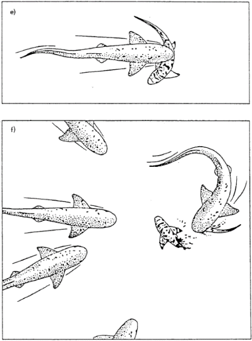 blainvillei,贺氏矮海豚cephalorynchus hectori,鲨鱼(褐星鲨muste