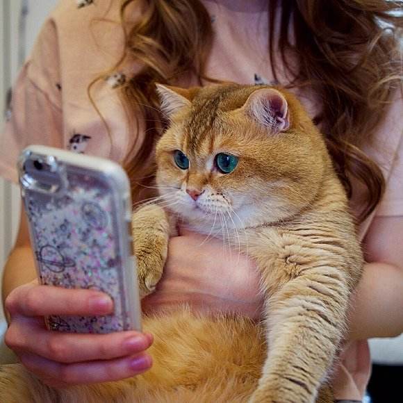 橘猫为啥这么胖啊