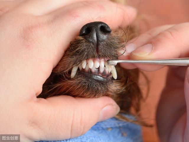 3分钟教你如何,从狗狗的牙齿判断它的年龄,学会后你就