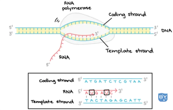dna聚合酶在转录中的作用（dna转录步骤过程图解）