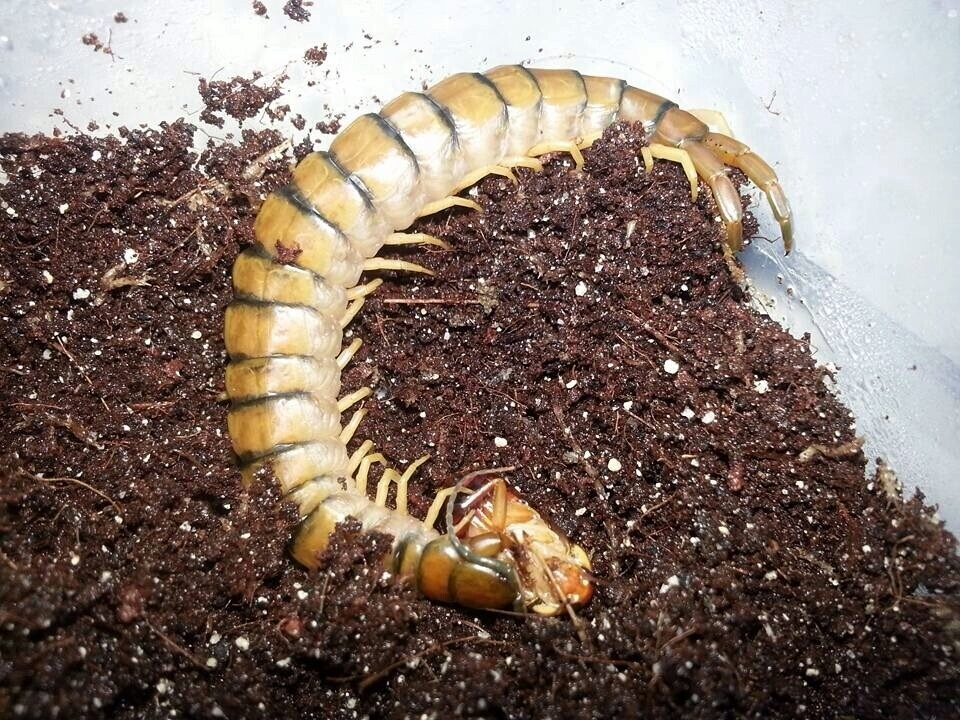 【蜈蚣之最系列】分布最广-赤蜈蚣 scolopendra morsitans