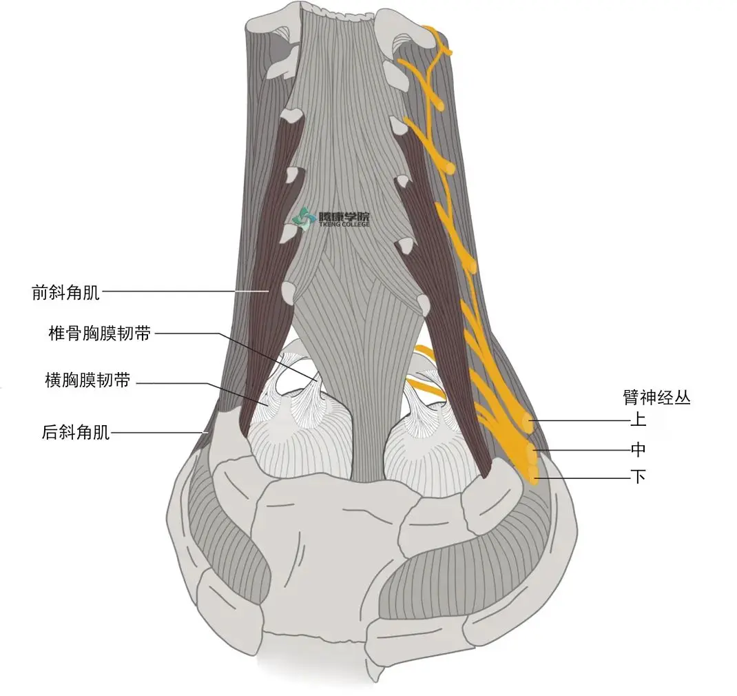 斜角肌治疗手法