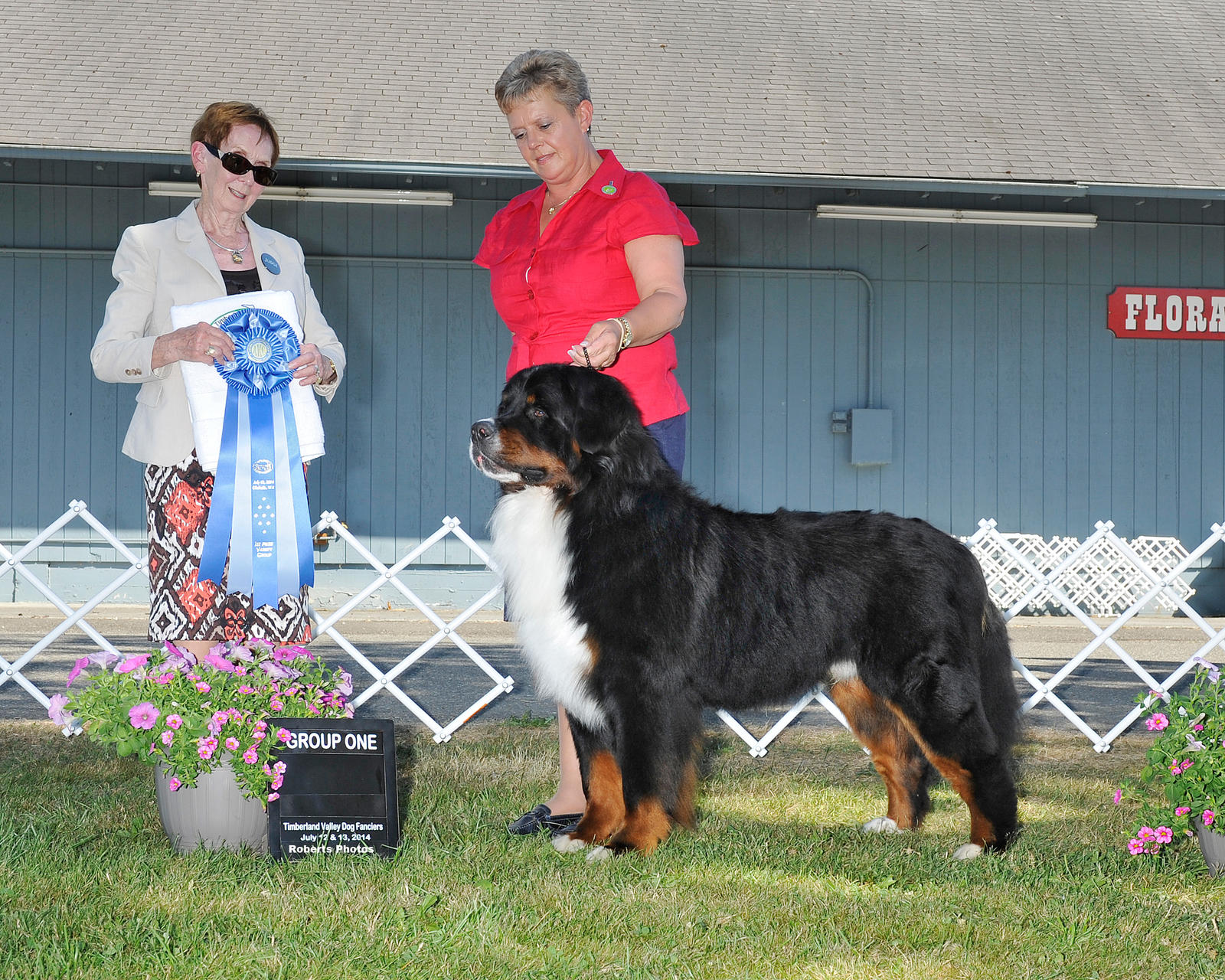 2019伯恩山犬美国国家展