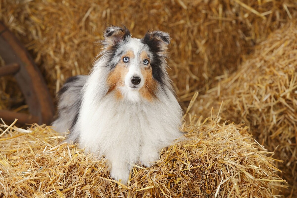 对于喜乐蒂情有独钟的朋友,可以看一下你是否适合养喜乐蒂牧羊犬