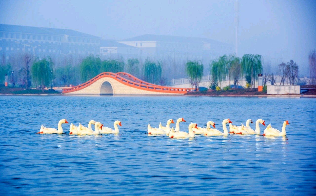 一起pick洛阳师范学院!