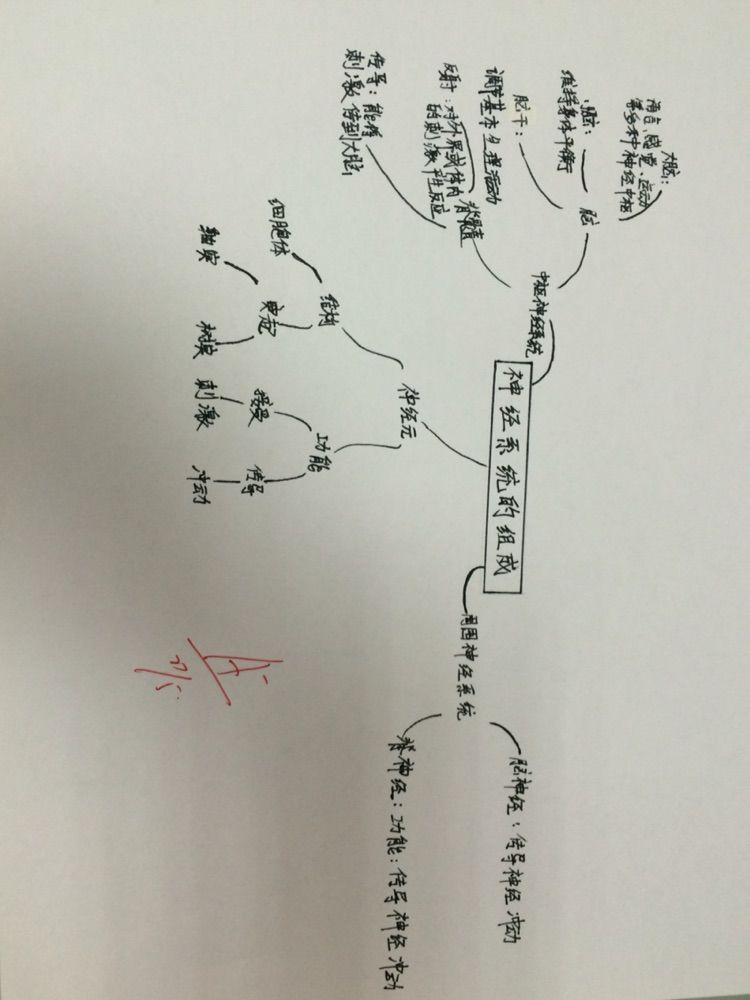 神经系统的组成思维导图神经系统的组成和功能示意图