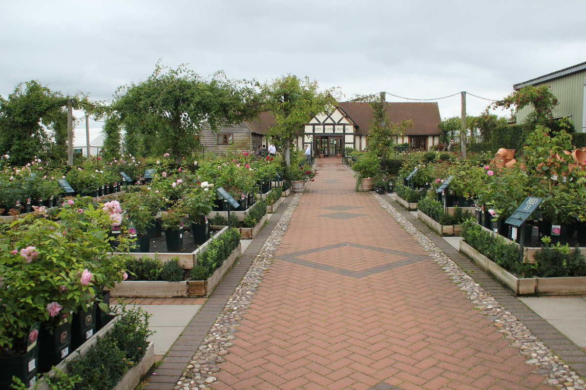 【虹越月季-进口月季供应商专辑】之英国奥斯汀月季--花之盛典