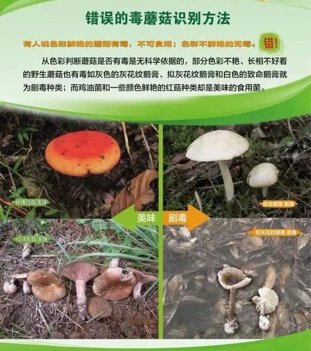 祖孙三代误食毒蘑菇丧命,究竟什么样的蘑菇有毒,什么样的没毒?