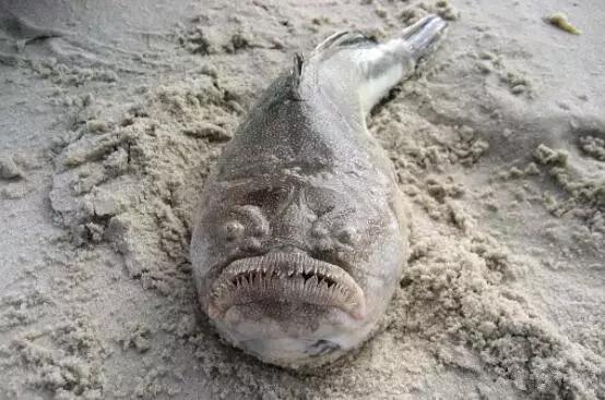 海洋物种大揭秘:十种最恐怖的海洋生物