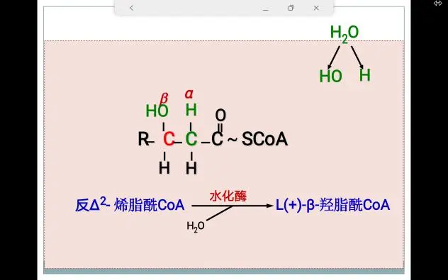 碳原子的脂酰coa和一分子乙酰coa的过程。①脱氢脂酰coa脱氢酶②加水水化酶