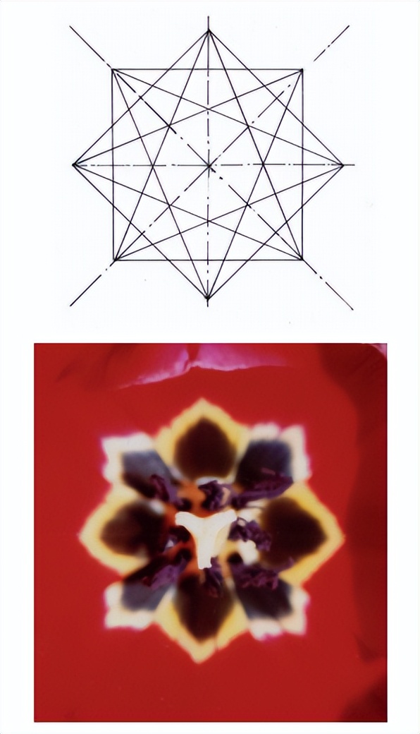 花朵的隐秘几何4:暴力拆解花朵的几何结构 (从6瓣到13瓣)