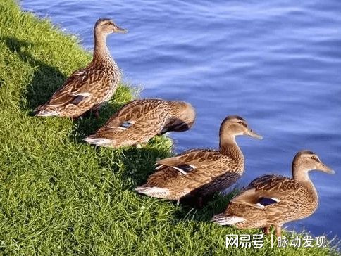 长沙杨眼镜酱板鸭和老水鸭毛毛豆越销越走俏