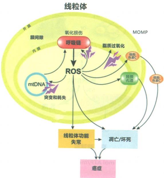 氢分子维护线粒体功能及其稳定性