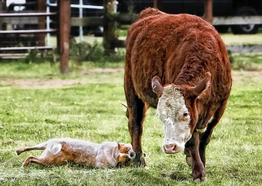 澳洲牧牛犬性格你一定要了解