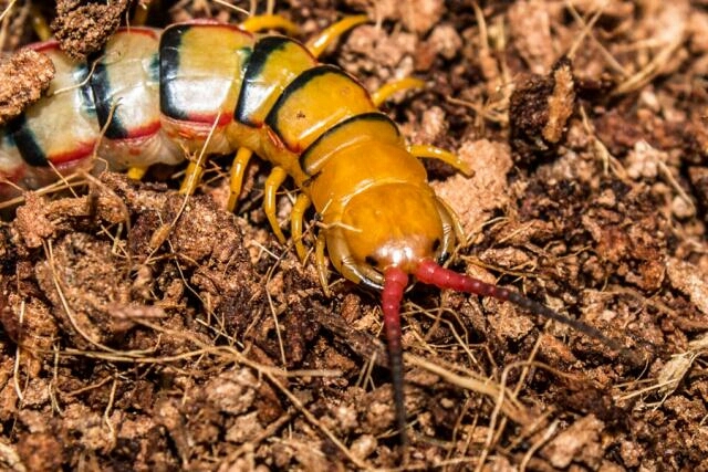 【蜈蚣之最系列】分布最广-赤蜈蚣 scolopendra morsitans