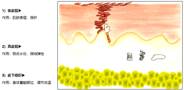这个过程叫皮肤的新陈代谢(表皮更替时间正常为28天).