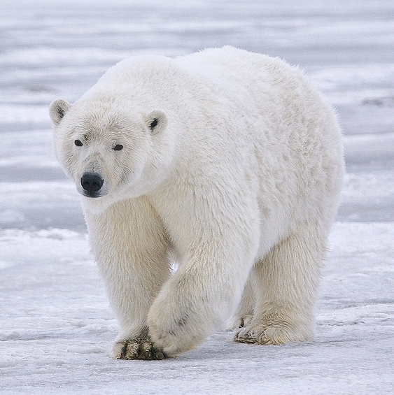动物美图北极熊