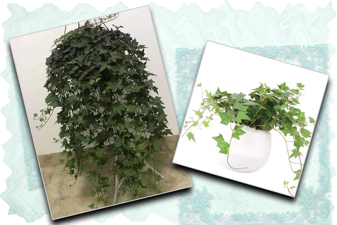 第二种植物 常春藤