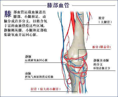 史上最全的人体(组织器官)全图
