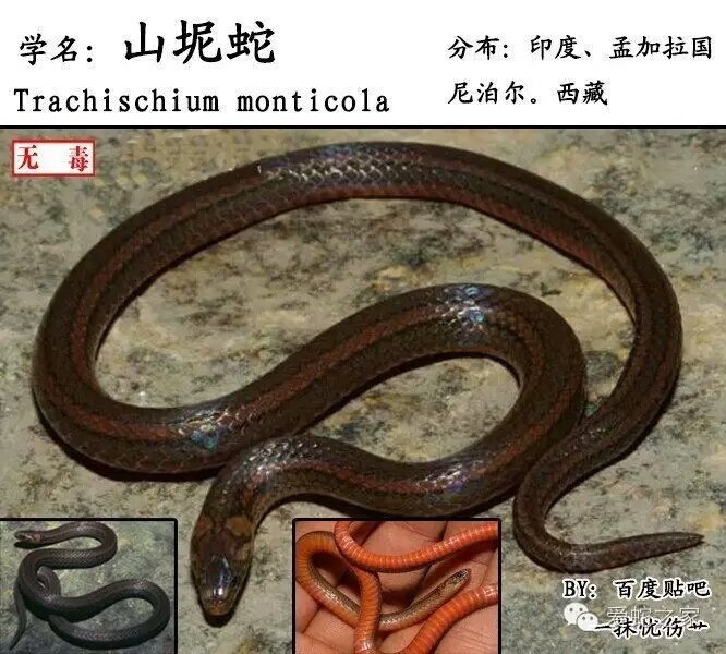 中国蛇类图鉴及名录2017(中)