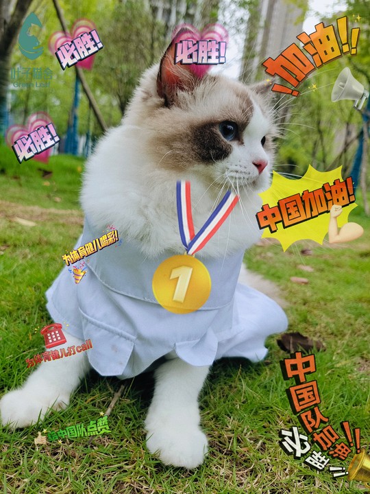 布偶猫小知识如果你还不了解这些知识说明你不够爱布偶猫