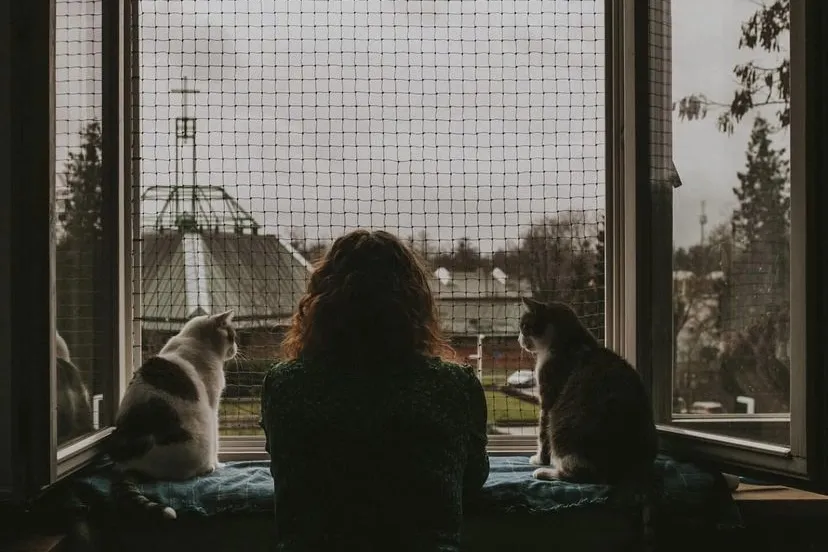 宠物猫掉毛解决办法 53bfdc9f5be52070c8557a89c6eec0504180e998.png