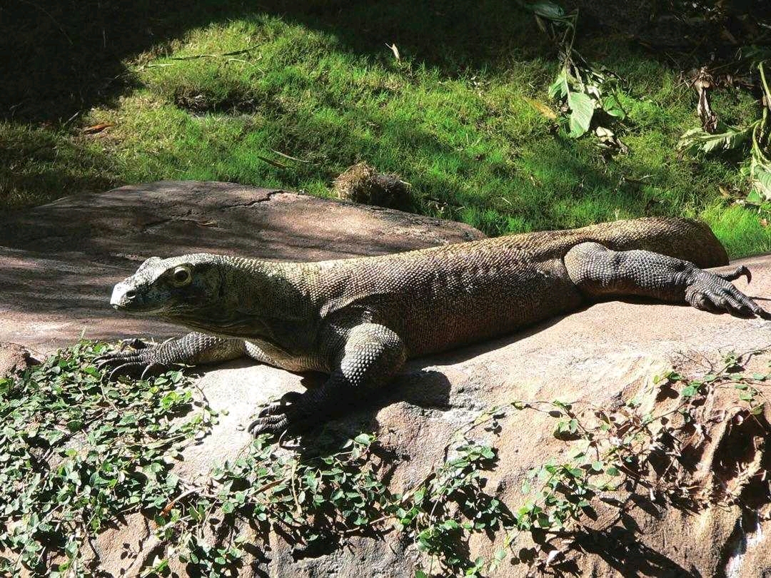 科莫多巨蜥,中国鸟龙使用的毒液或许就与它们的相似
