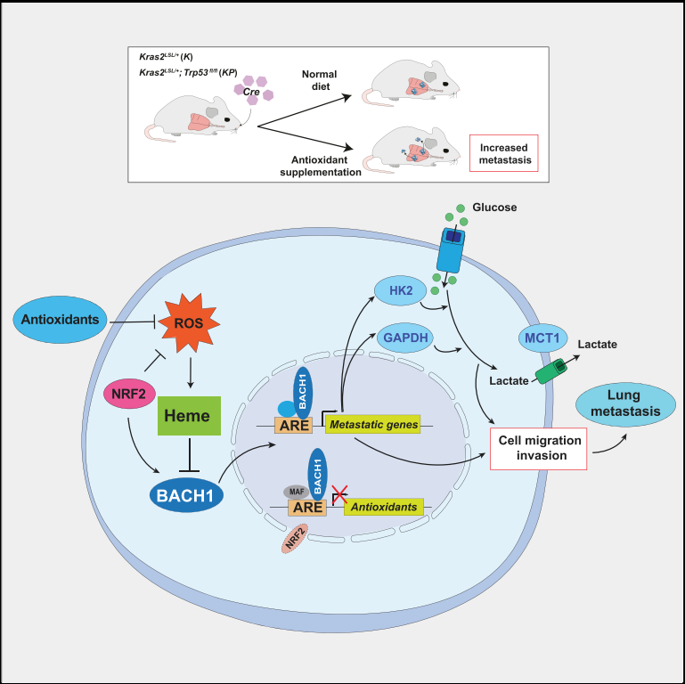 nrf2与bach1关系(图源:bach1 stabilization by antioxidants