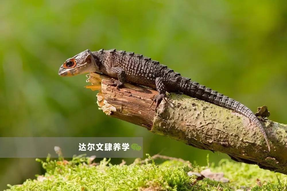 红眼鹰蜥 | 它是不是更像驯龙高手里的无牙仔?一个爬宠界的戏精