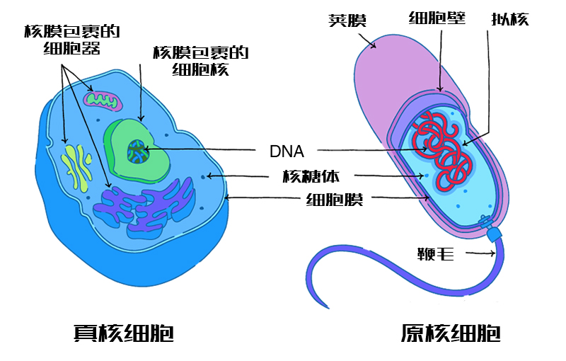 真核细胞vs原核细胞