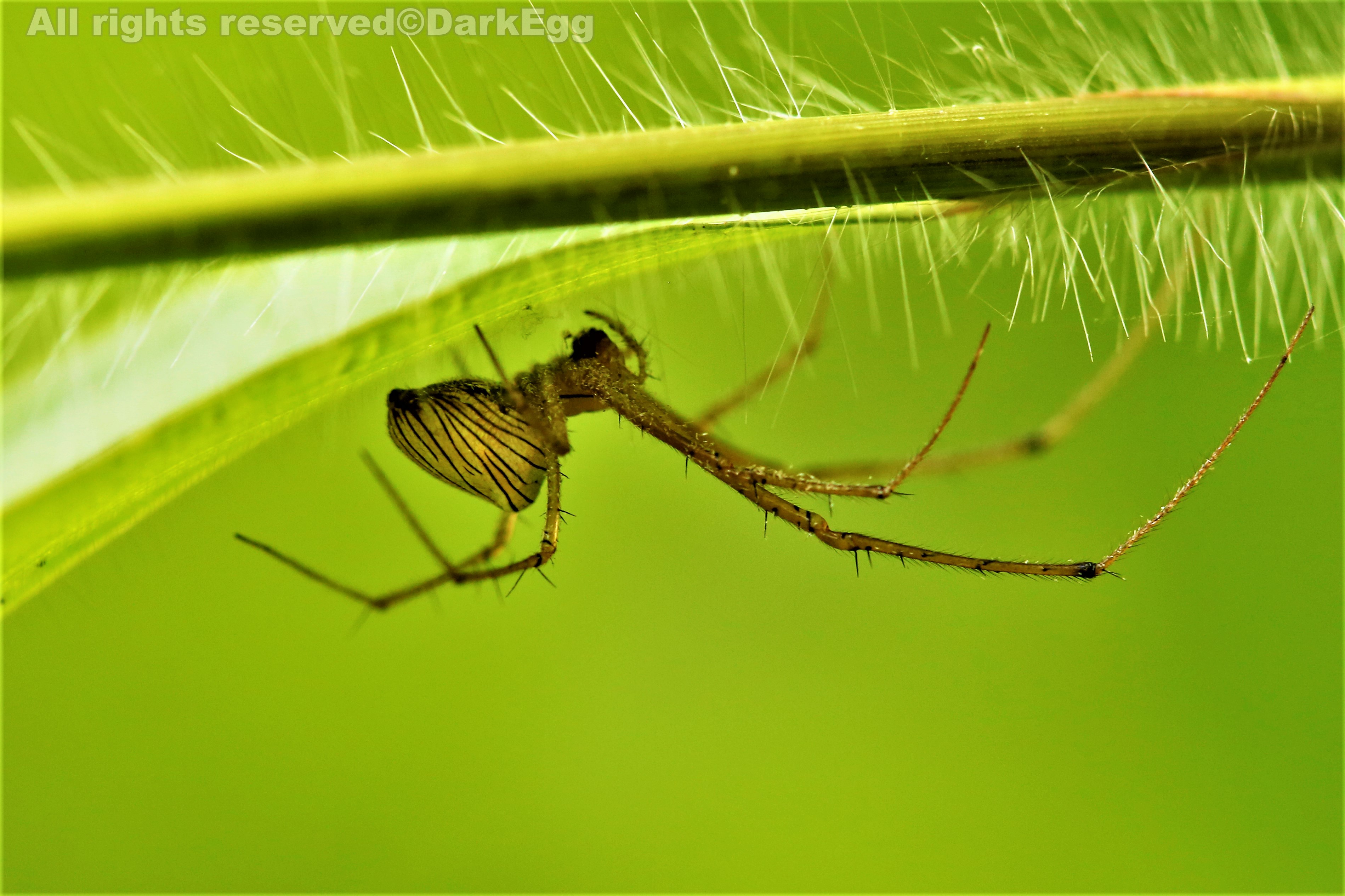 条纹隆背蛛 tylorida striata