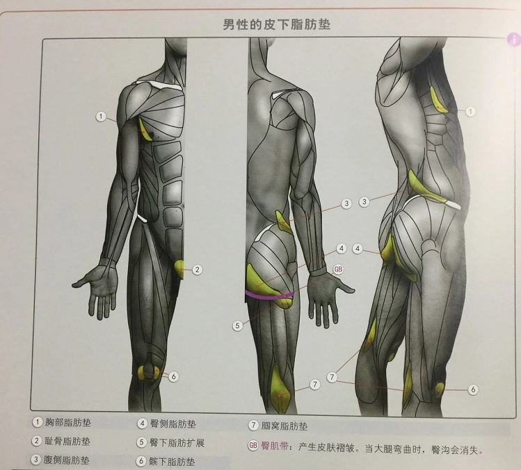 绘画详细教程不会画臀部臀部结构肌肉大法来啦赶紧收好