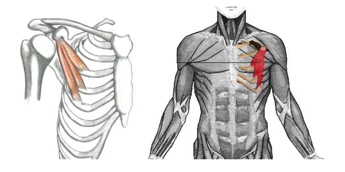细致胸肌训练专业解析详细到最小肌群