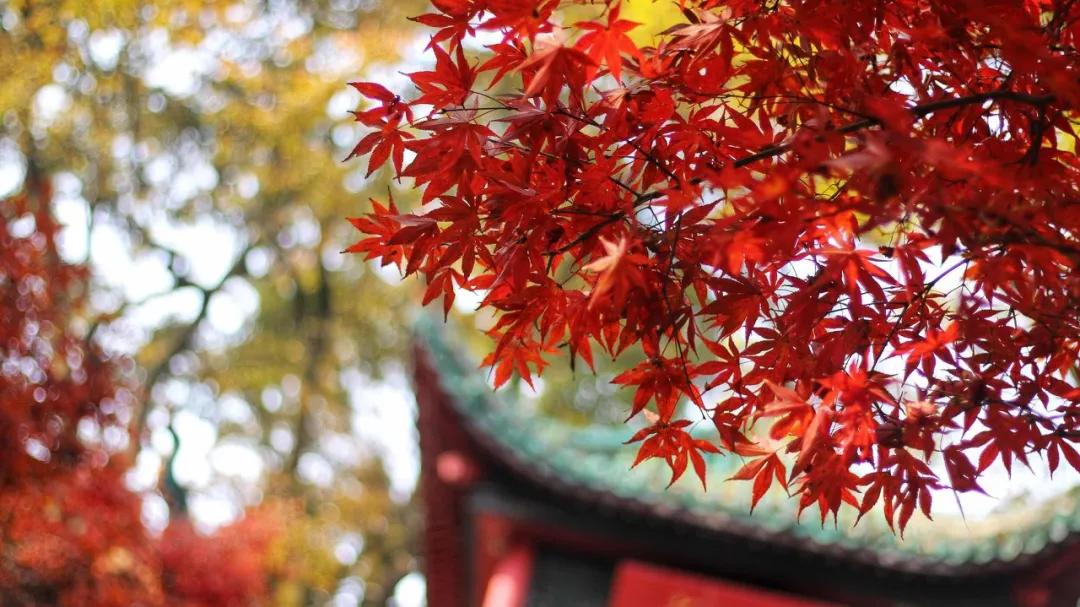 湘江北去,橘子洲头.看万山红遍,层林尽染;漫江碧透,百舸争流.