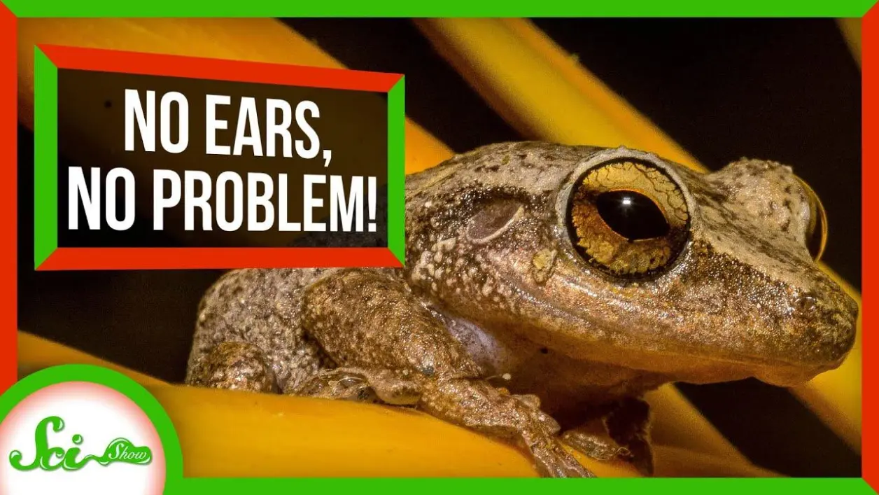  The Ultimate Guide to Frogs as Pets: Everything You Need to Know About Caring for Your Amphibious Companion