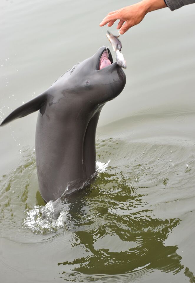 河豚(river dolphin)以及广义上的淡水豚