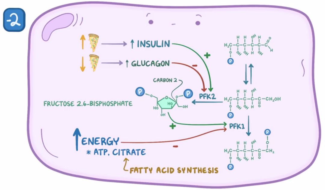 【osmosis 生化】glycolysis 糖酵解