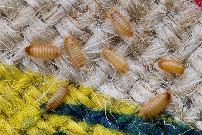 被皮蠹幼虫啃食的毛衣 因为皮蠹吃标本这事可真是人博物馆的工作人员