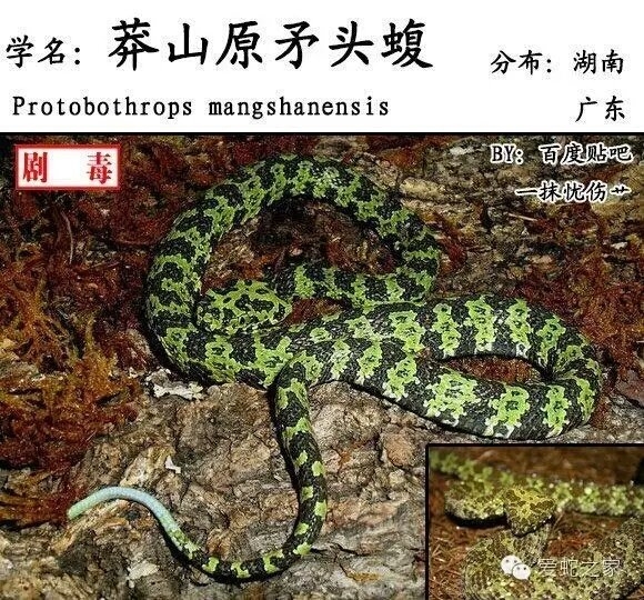 mangshanensis 莽山原矛头蝮 (zhao, 1990) 【莽山烙铁头蛇】