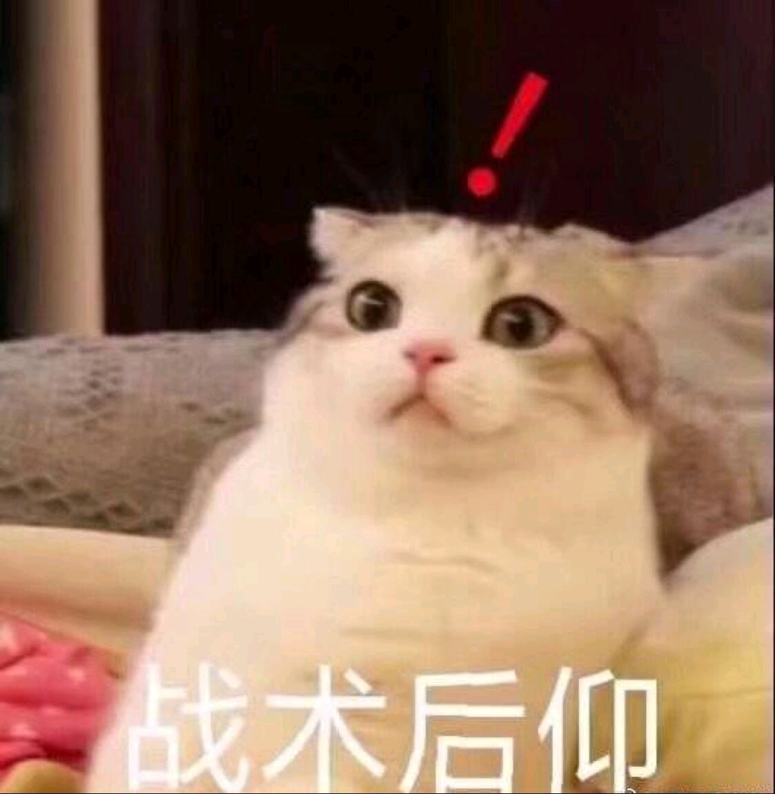 猫猫表情包第二弹