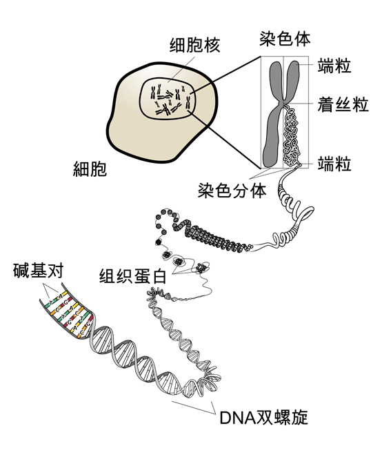 人们陆续发现了遗传物质位于染色体的dna(脱氧核