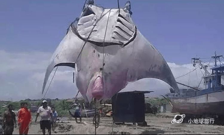 蝠鲼兽マンタレイモンmantaraymon