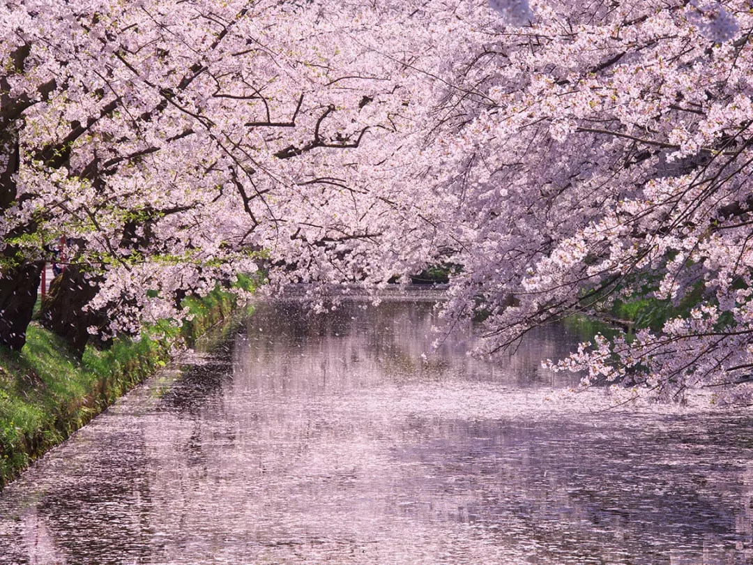 日本各大樱花节盘点