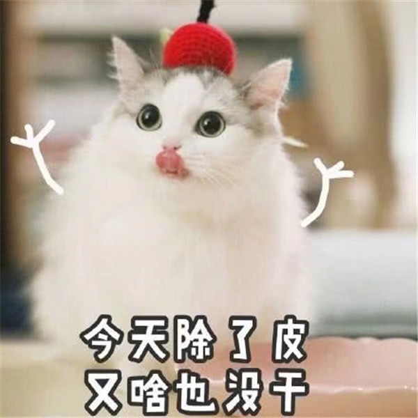 萌萌的猫咪表情包