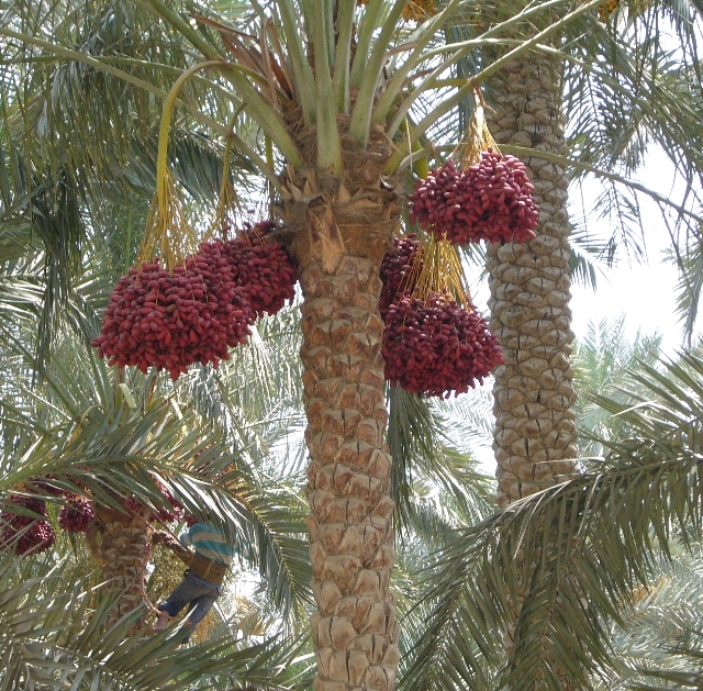椰枣树(方舟世界的椰枣树所结果实数量更少,但营养更丰富)